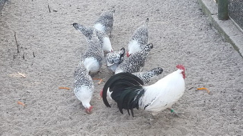 Zuchtstamm Ostr. Zwergmöwen in silber-schwarzgeflockt