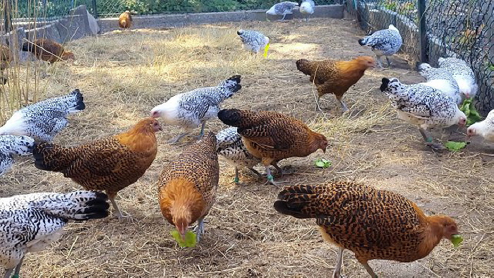 Ostfr. Möwen gold-schwarzgeflockt 2025